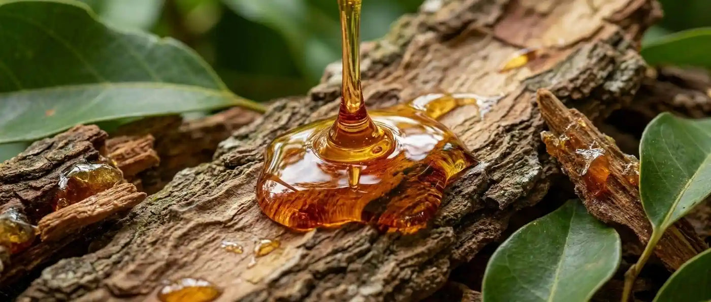 Copaiba Resin