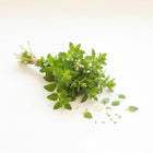 Marjoram