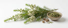 Rosalina (gentle tea tree)